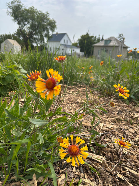 Indigenous Plants Table Talk - Arts and Heritage St. Albert
