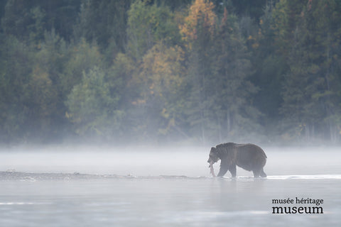 Fishing in the Mist