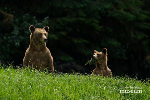 Grizzly Surprise