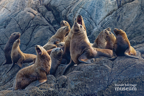 Stellar Sea Lions