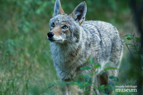 Inquisitive Coyote