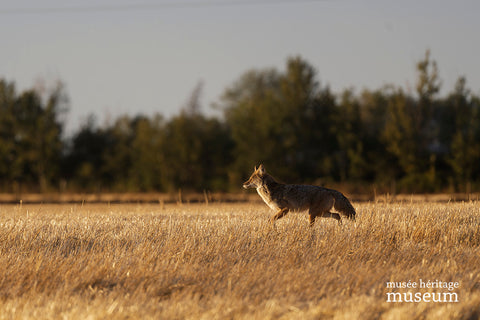 Golden Coyote