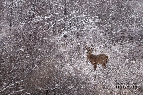 Winter Beckons