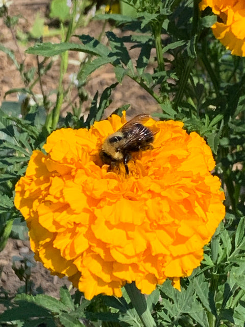 Family Drop-In – Let’s Grow Together - Arts and Heritage St. Albert