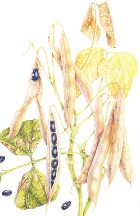 Botanical Series Art Cards by Crystal Driedger Black Turtle Bean - Arts and Heritage St. Albert