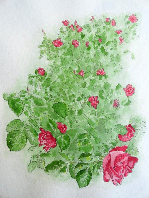 Emily Carr Roses