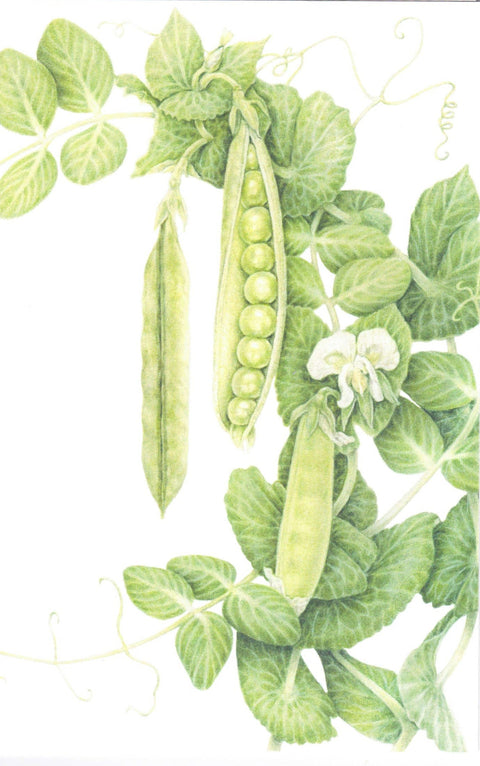 Botanical Series Art Cards by Crystal Driedger Green Arrow Pea - Arts and Heritage St. Albert