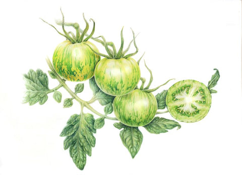 Botanical Series Art Cards by Crystal Driedger Green Zebra Tomatoe - Arts and Heritage St. Albert