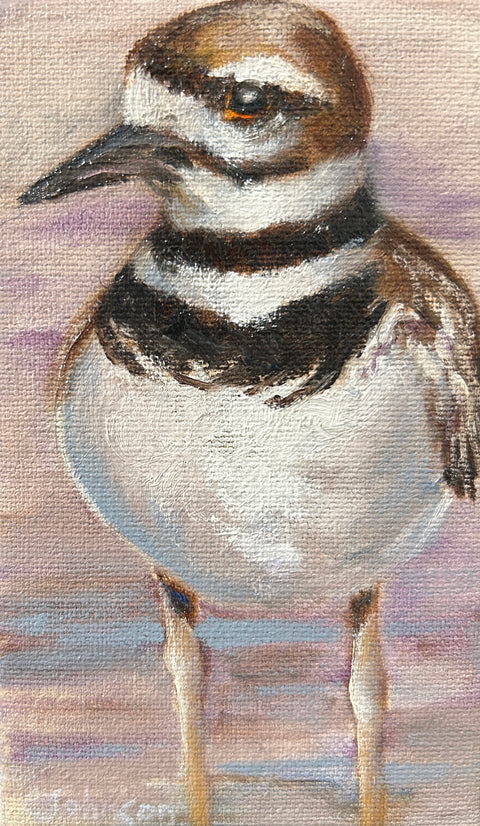 Killdeer