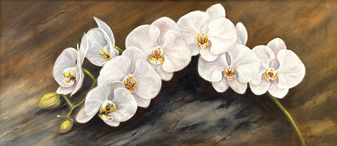 Orchid - Arts and Heritage St. Albert