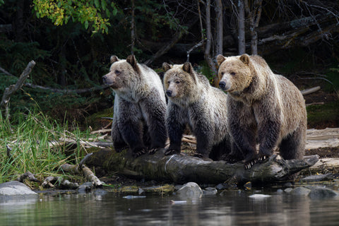 The Wild Side: Polar Prairie Pacific