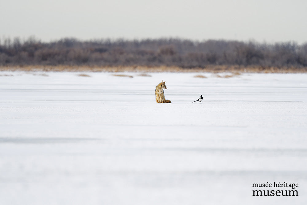 Dave Conlin's Wild Side photographic collection | Arts and Heritage ...