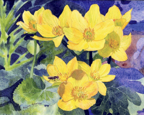 Rayma Peterson Art Cards Marsh Marigolds - Arts and Heritage St. Albert