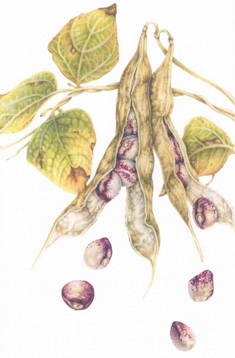 Botanical Series Art Cards by Crystal Driedger Mayflower Bean - Arts and Heritage St. Albert