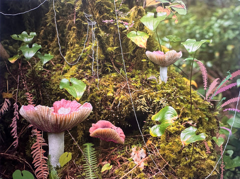 A Forest of Coexistence - Arts and Heritage St. Albert