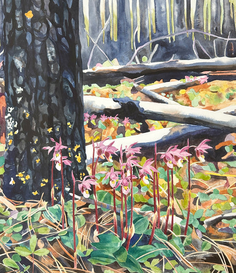 Calypsos in a Burned Forest - Arts and Heritage St. Albert