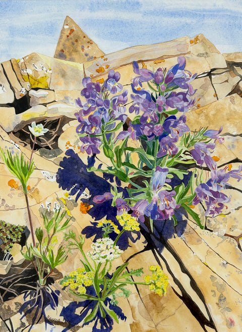 Penstemon eriantherus - Arts and Heritage St. Albert