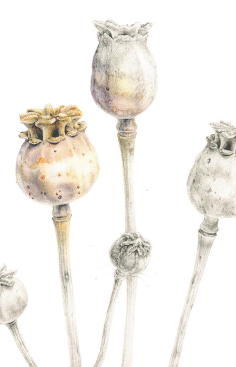 Botanical Series Art Cards by Crystal Driedger Poppy Seed Heads - Arts and Heritage St. Albert