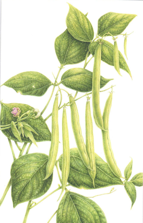 Botanical Series Art Cards by Crystal Driedger Provider Bean - Arts and Heritage St. Albert