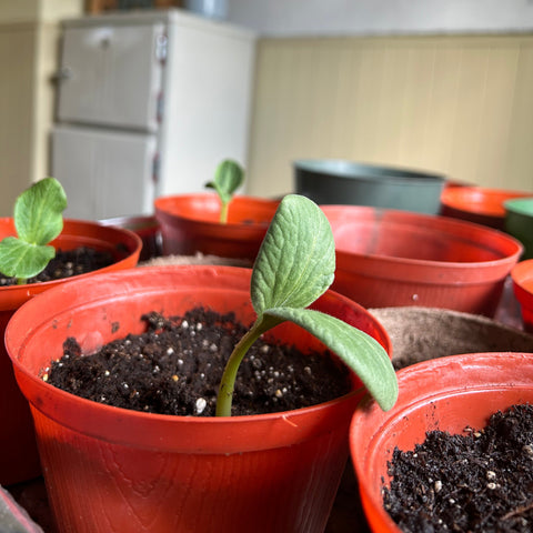 Seeds + Soil: Starting your Garden - Arts and Heritage St. Albert