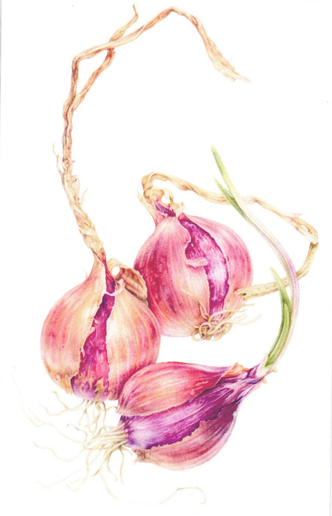 Botanical Series Art Cards by Crystal Driedger Tropea Onions - Arts and Heritage St. Albert