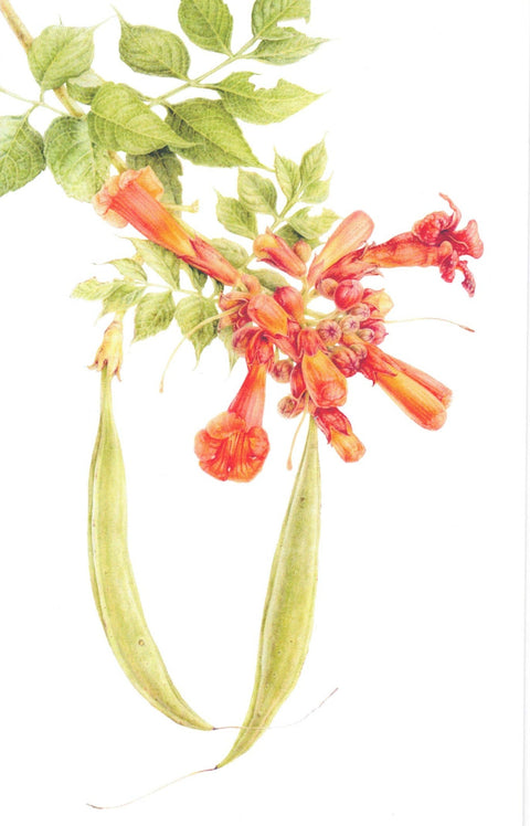Botanical Series Art Cards by Crystal Driedger Trumpet Vine - Arts and Heritage St. Albert