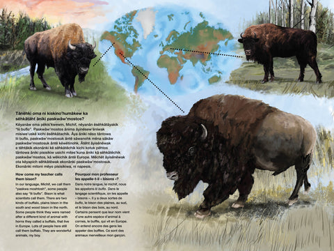 About Bison Types and the Michif Language