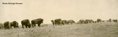 2. Buffalo Hunt