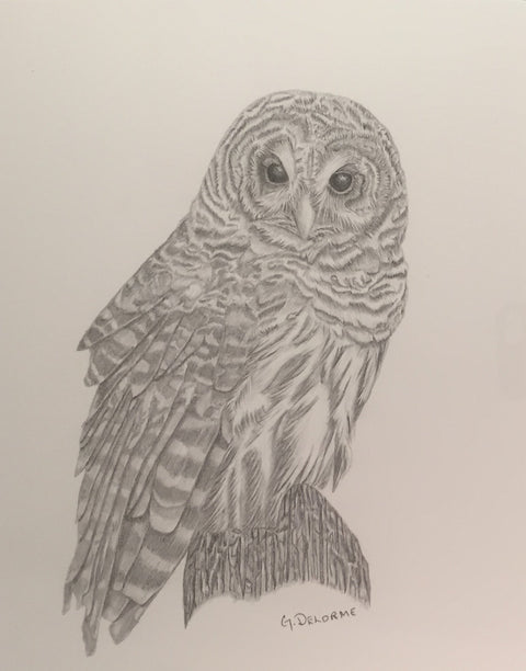 Untitled (Barred Owl)